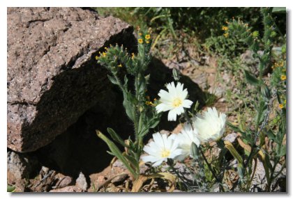 Apache (12)   White Chickory